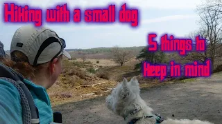 Hiking with a small dog. 5 things to keep in mind.