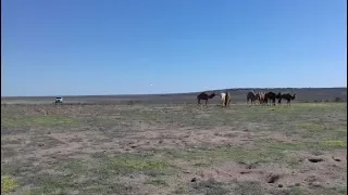 По степям Казахстана!  Поиск от рассвета до заката! Не остались без находок!