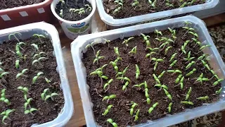 Всходы томатов 🌱🌱🌱Моя рассада 11 марта