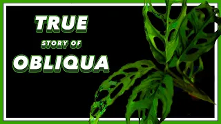 The DRAMA Filled Past of Monstera Obliqua | Pretty in Green Documentary