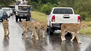 Traffic Drama at Lion Roadblock in Kruger National Park