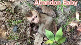 Kind Lady Found The Abandoned Baby Monkey At The Forest Near Hear Home, Adoption Process