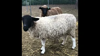 Baby Kicking / Pregnant Sheep