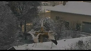 Haag in Oberbayern, D   gólyák/stork   2022.12.12.