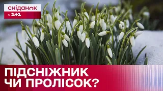 Проліски та підсніжники: яка різниця? Суперечки між ботаніками та філологами