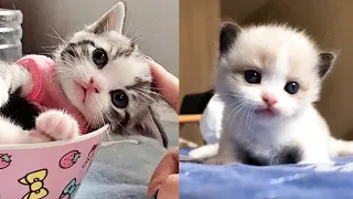 💝 Коты 2023 смешные котики 💝Приколы с котами до слез. Я СМЕЯЛСЯ ПОЛЧАСА 💝 Cats tiktok 2022-2023 ##