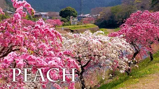 【PEACH blossoms】 Shiba-zakura,Weeping peach and Tulips on Early summer weather.
