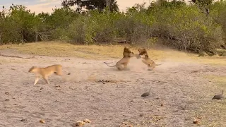 Male lions confused by lionesses