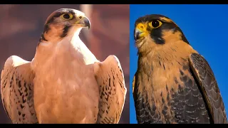 Falconry: Aplomado falcon vs Lanner falcon