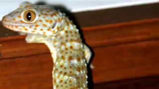 Гекконы кукушки на Бали / Screaming geckos on Bali