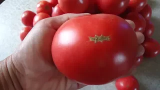 Посев самого неприхотливого сибирского томата для открытого грунта. Томат Демидов.