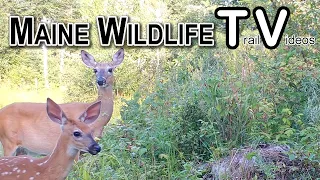 Huge Black Bear Sow l Coyotes Playing l Fawn l Bobcat l Trail Cam l Maine Wildlife Trail Video