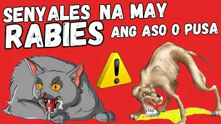 ⚠️ Senyales na may RABIES ang ASO o PUSA | Paano malalaman kung may RABIES and Dog o Cat