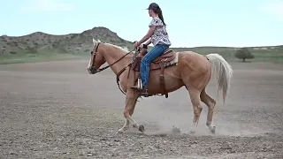 Logans Spark AQHA Gelding Legend Buttes Horse Sale