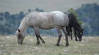 The Pryor Mountain Wild Horses, Montana