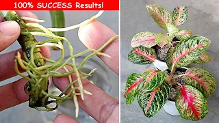 3 EASIEST Ways To Propagate Aglaonema Plant!