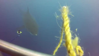 Акула какает на дайвера Great White Shark poops on divers