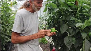 TOUR of a GREENHOUSE That is PRODUCING in the SUMMER!