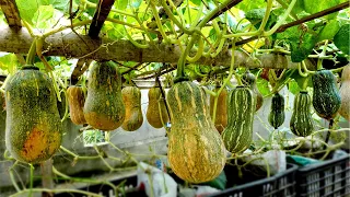 Tips for growing gourds on the terrace are full of fruit, didn't expect it to be so easy