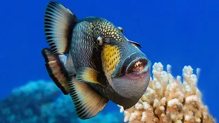 Titan Triggerfish (Aggressive & Extremely Terrestrial)