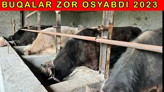 TOGAMNI  BUQALARI  QANDAY  BOLIB  QOLDI?  2023