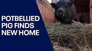 Potbellied pig finally leaves ADOT property after trapping efforts