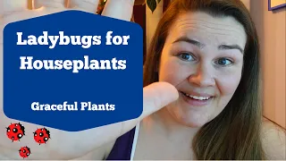 Ladybugs for Houseplants | Natural Pest Management | Graceful Plants