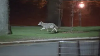 Coyotes in Central Park: 'New Yorkers, wen er maar aan'