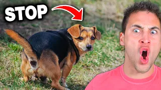 Animal TikTok Fails... Part 2