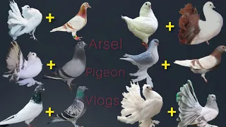 pigeon breeding cross result #pigeon