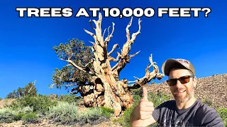 4,000 Year Old Trees?! Ancient Bristlecone Pine Forest