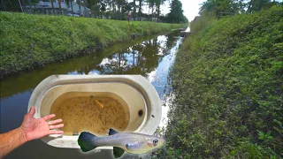 Catching Mosquito Fish In CREEK! (New Pond Stocking)