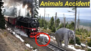 Animals Accident by Train Live Run Over Speedy Train Accident Animals in Forest Train VS Animals