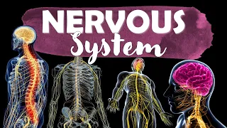 Science Quiz: Nervous System | ANY 10