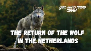 The Return of the Wolf in the Netherlands