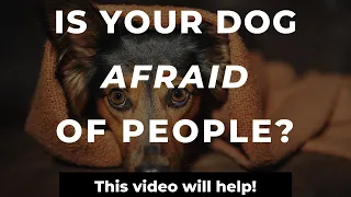 How To Stop A Dog's Fear Of Strangers  | Training A Fearful Dog