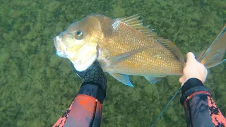 2 HOUR COVID 19 SPEARFISHING CHALLENGE IN PORT PHILLIP BAY VICTORIAN LOCKDOWN!!!