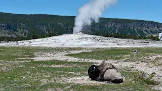 A Yellowstone visitor was injured when he got too close to a bison