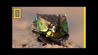 Meet a Beautiful Beetle That Loves to Eat Poop | National Geographic