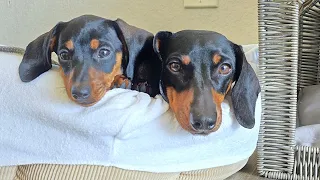 DACHSHUND LUNA'S FIRST BATH AND PLAYTIME WITH MOM 🧼🐾