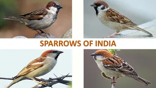 Sparrows of India 🇮🇳 | Birds | Indian Birds