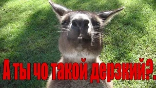 Гопники Австралии. Нападения кенгуру/Kangaroo attack