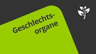 Geschlechtsorgane des Mannes - Überblick | Biologie | Humanbiologie