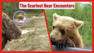 The scariest bear encounters/Grizzly Bear Encounter/Grizzly Bear Encounter Hiking/Bear Attacks 2024