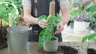 How to Grow and Care for Swiss Cheese Plant