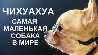 Чихуахуа – самая маленькая собака в мире!