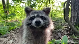 Лесной енот пришел покушать. Кушает с рук. Ночью пришла целая стая