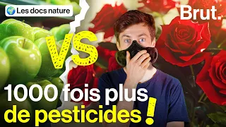 La triste réalité du marché des fleurs coupées