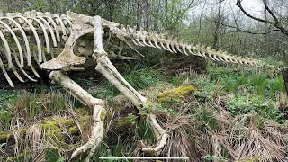 Парк  Динозавров. 🔆  Fuhrt im Wald. Путешествие по Баварскому Лесу.🐌🪲