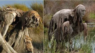 The Deadliest Lake Can Turn People Into Stone